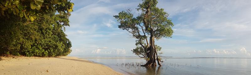 An image showing a sandy shore on the left and on the right a tree emerging from water.